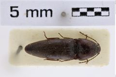 Foto (Dorsalansicht) von Melanotus maai (Platia & Schimmel, 2001) (NHMW-ZOO-COL-0007740)